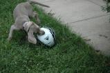 img015.jpeg.small.jpeg