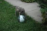 img016.jpeg.small.jpeg